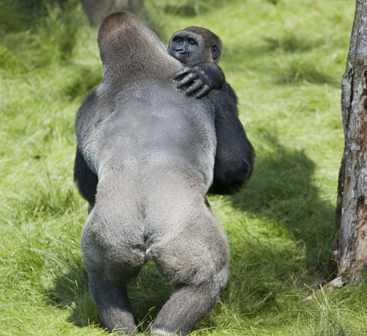 two gorilla