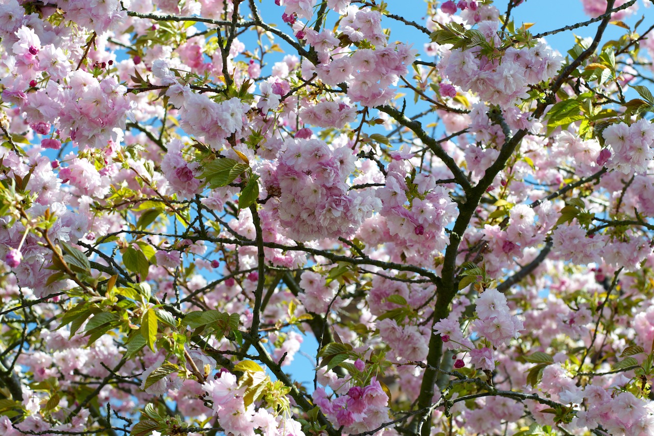 Cherry tree in full bloom · Lisa Stefan