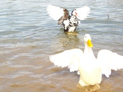 Ducks in the Winter 010