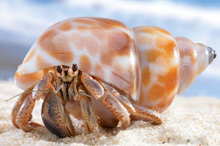 crab with shell