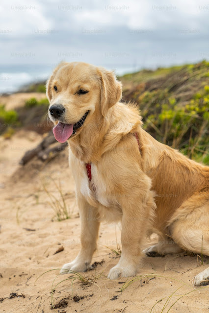 Choosing a dog is more than a quiz – it’s matching a soul.