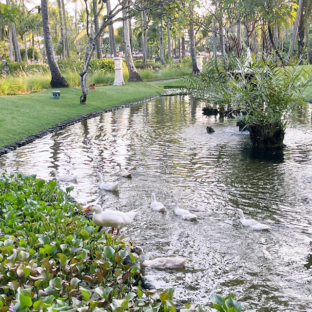 Delapan ekor bebek sedang berenang di kolam