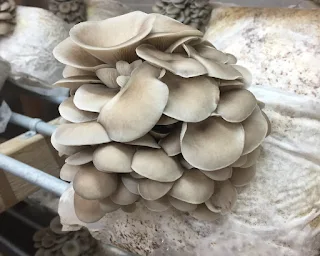 Oyster mushroom protein