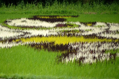 Japanese Rice Paddy Art 2010 Seen On www.coolpicturegallery.net