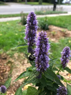 What Is the Difference Between Anise Hyssop and Hyssop?