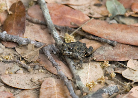 California Toad