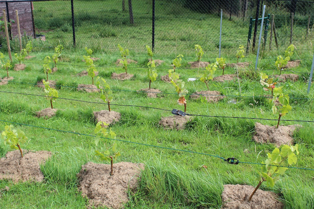 Vignoble de divico en Brabant Wallon