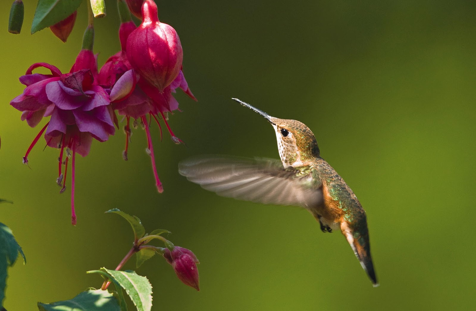 types of flowers names and photos Hummingbird and Flowers | 1600 x 1045