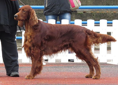 Irish Setter, irish setter puppies, red setter, irish setter rescue, Irish Setter in shows