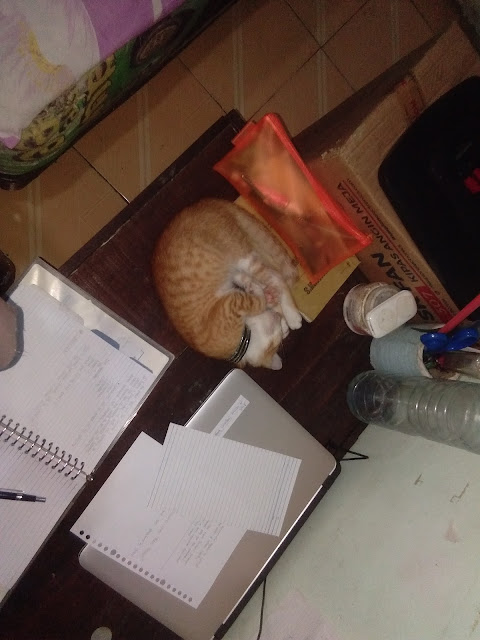 Picture 1.1. Percy was sleeping on the desk.