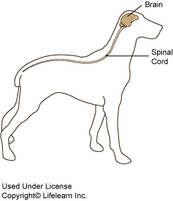 Dog Epilepsy Signs1