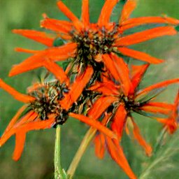 Wild or Klip Dagga Lion's Ear Plant in Flower