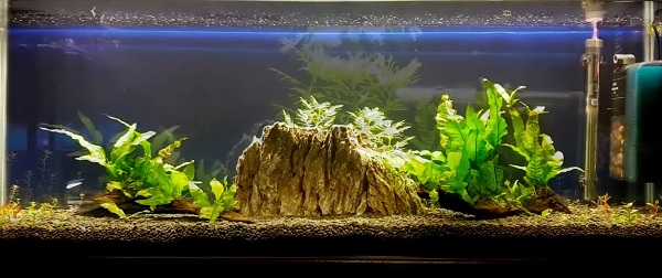 How to easily clean aquarium substrate?