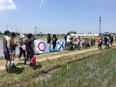 こしがや田んぼアート2015食戟のソーマ田植え体験