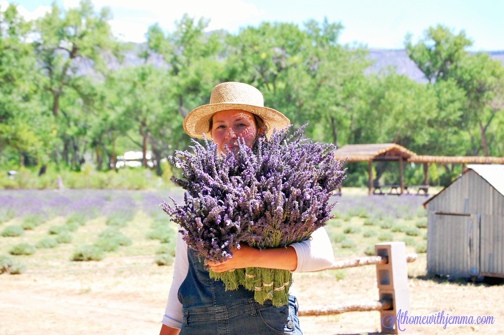 flower-farm-lavender-New-Mexico-athomewithjemma