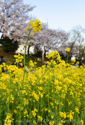 南韓釜山東萊櫻花