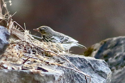 Tree Pipit - winter visitor
