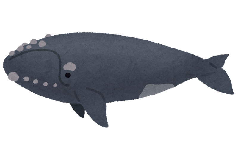 セミクジラのイラスト 鯨 かわいいフリー素材集 いらすとや セミクジラのイラスト 鯨 かわいいフリー素材集 いらすとや