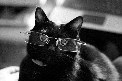 gatos-con-lentes-08