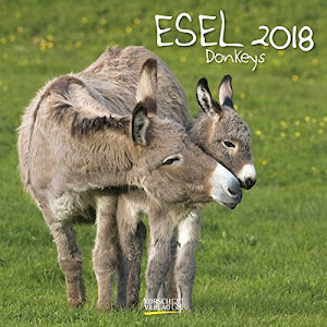 Esel 2018: Broschürenkalender mit Ferienterminen und Bildern von süßen Eseln. 30 x 30 cm