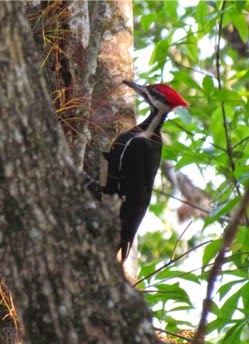 SixMileCypressSloughPreserve-5-2015-01-30-22-14.jpg