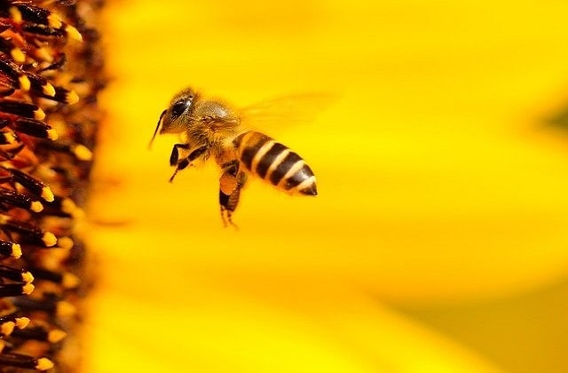 How long will bees stay in a tree?