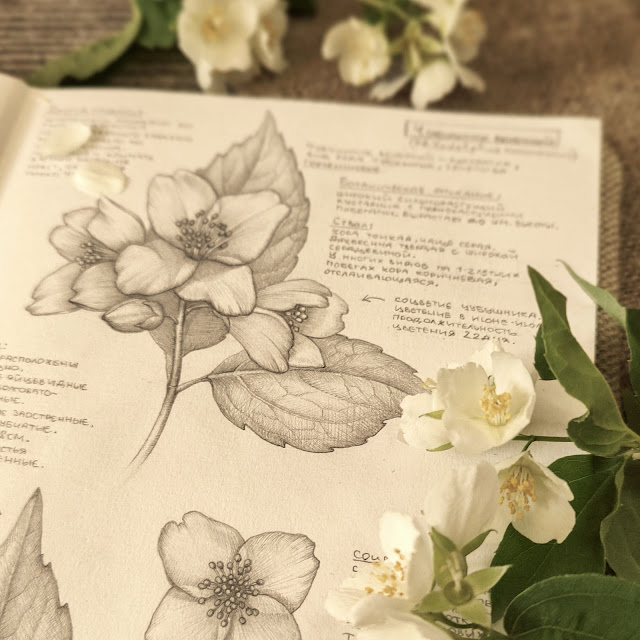 chubushnik venechnyj, Philadelphus coronarius, Linum usitatissimum, risunok-botanika, flower, small flower, sketchbook, botanical  illustration, nature sketchbook