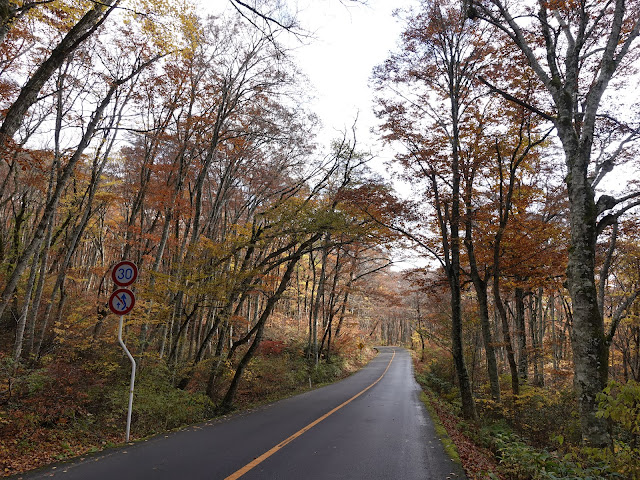 鳥取県道45号倉吉江府溝口線（大山環状道路）の紅葉