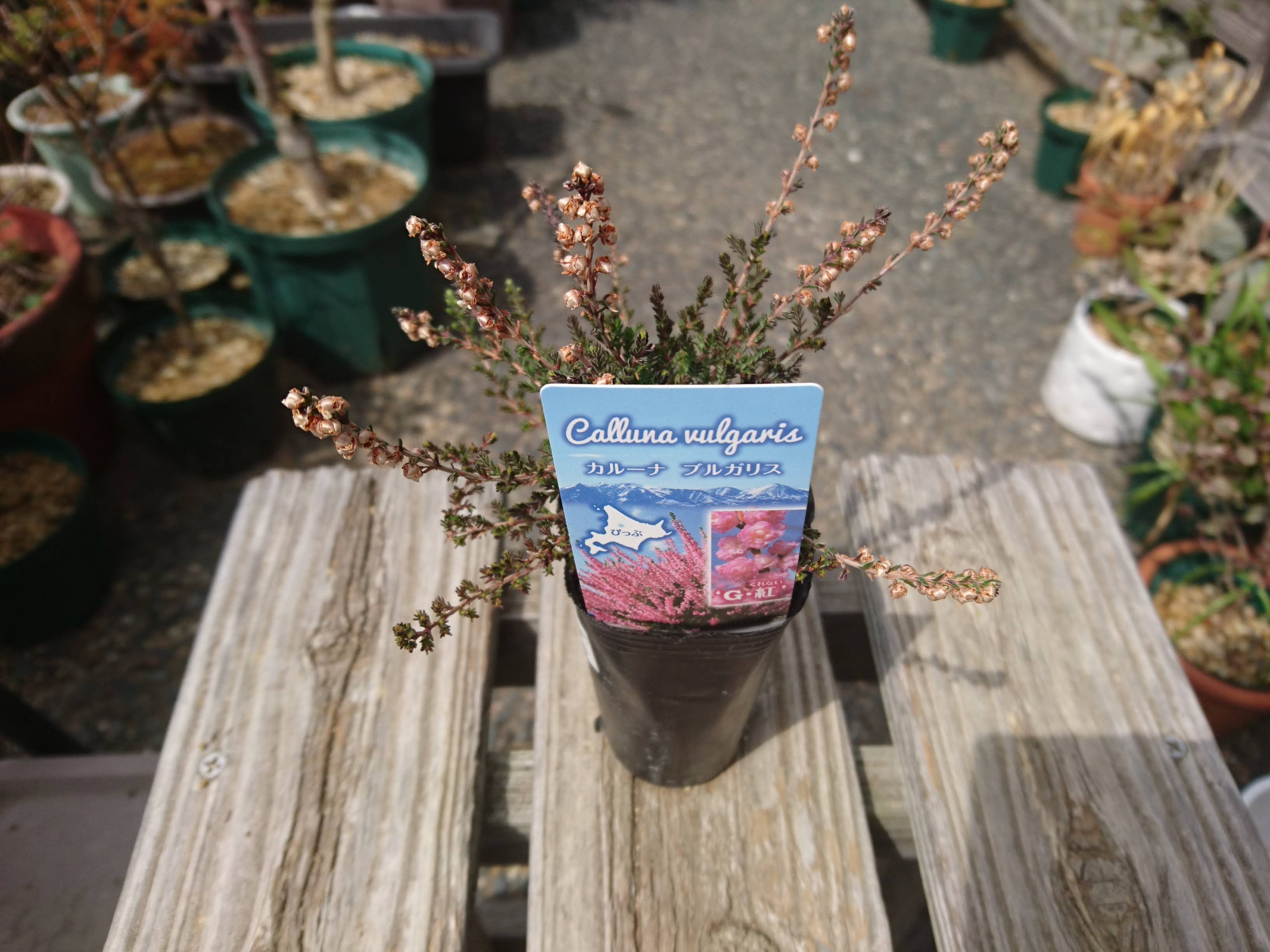 カルーナ ブルガリスの育て方 小さな鉢植えで 夏に美しい花を楽しむ メダカの大工