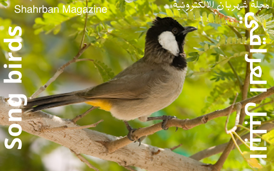 قناة كل الطيور,الطيور المغردة birds,كل الطيور,الطيور المغردة,الطيور المغرده,البلابل العراقيه,العراق,بلابل جنوب العراق,اجمل الطيور المغردة في العالم,الطيور المغردة بالمغرب,لبلابل العراقيه,اسماء الطيور المغردة,انواع الطيور المغردة,اجمل اصوات الطيور المغردة,صيد البلابل العراقيه,الكالسيوم للطيور,العراقية,تغريد الطيور,يوميات العراقيين,اصوات الطيور,تغريد بلابل طور عراقي لتعليم الافراخ,بلابل عراقيه,افراخ بلابل عراقيه,البلابل الماليزيه,تغريد بلابل طور عراقي لتعليم الافراخ 2020,بلبل عراقي birds sayings. birds، birds meaning، music animals، t birds، beautiful birds، birds singing، little birds، mocking birds، birds beautiful، song birds tattoo ،birds، puffin، music، apple music، happy birthday song، nursery rhymes، youtube music videos، play music، hotel california، relaxing music، music downloader