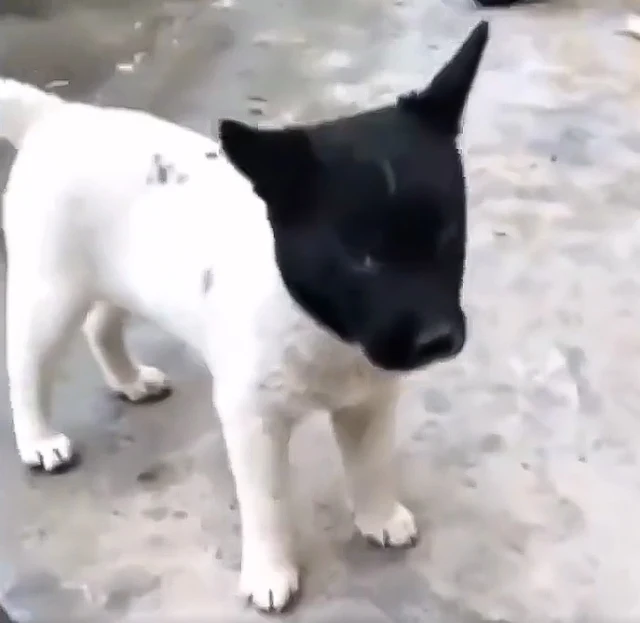 Extraordinary totally white dog with a solid black head (video)