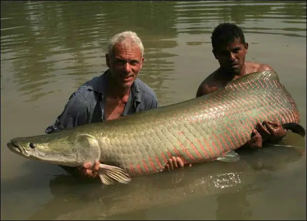 The 10 Deadliest Animals in the Amazon River