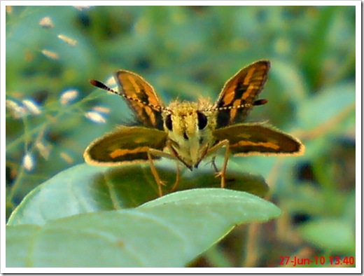 Taractrocera archias_Skipper 13