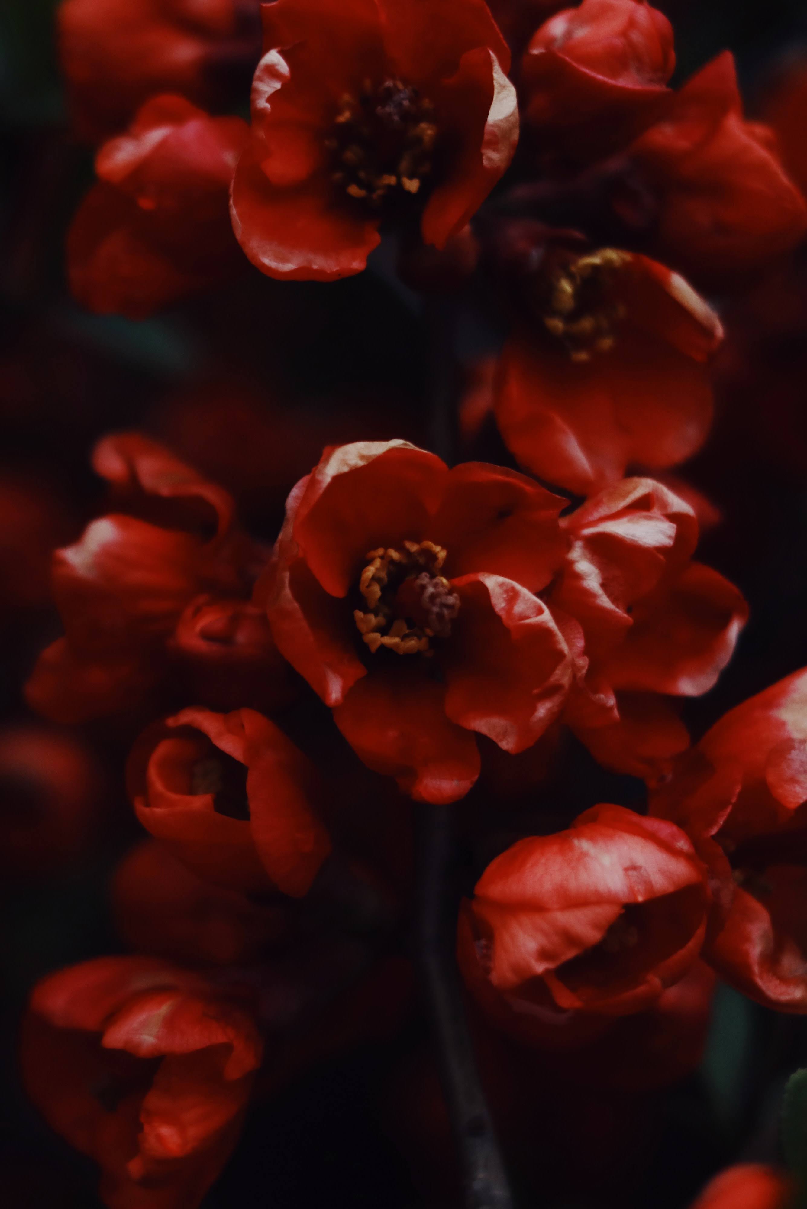 Red Flower in Macro | Photo by Jessica Delp via Unsplash