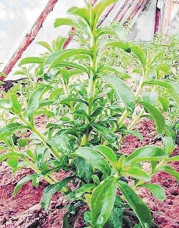 Kesihatan / Health: Pokok Herba (Herb)