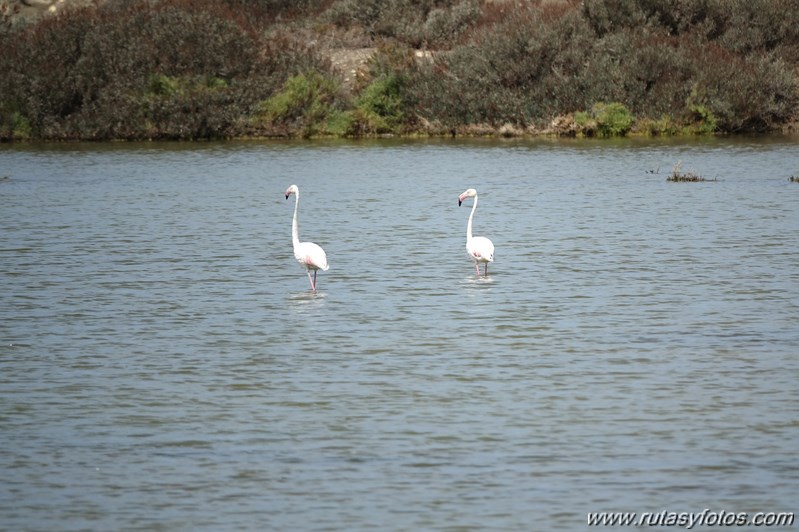 Ruta de los Esteros (Chiclana)