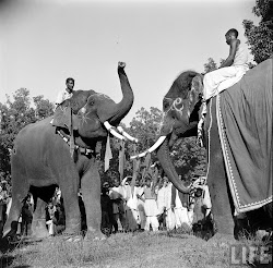 Elephants in Sonepur Cattle Fair