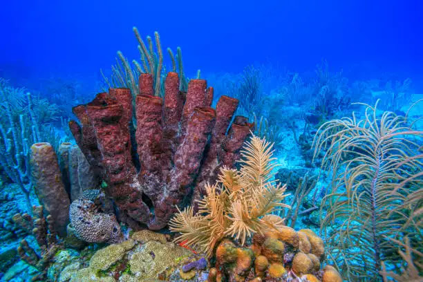 Mengenal Hewan Laut Porifera