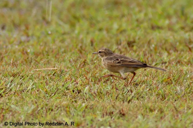 Paddy Pipit