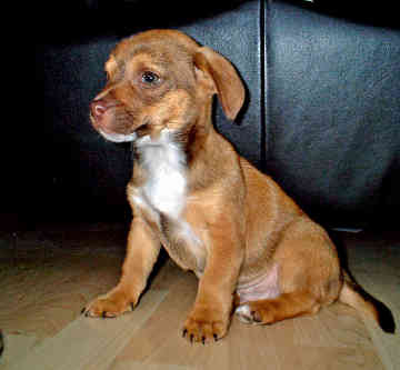 Border Terrier Cute Puppy Picture