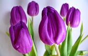 Kekinian Arti Memberi Bunga Tulip
