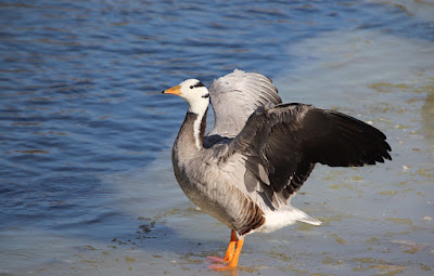 Migratory Birds in India