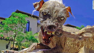 Sam was a 3 time champion of the ugliest dog in the world contest and lived from November 7, 1990 – November 18, 2005