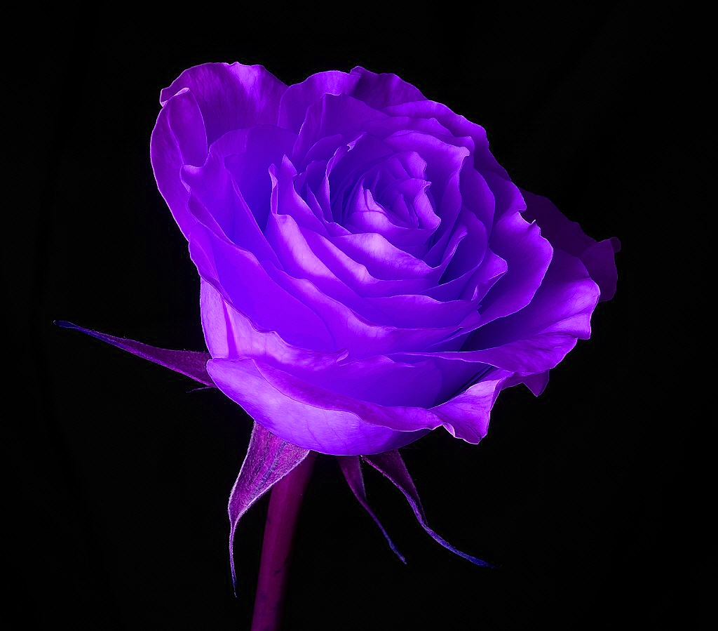 Imagenes De Rosas Color Violeta - Rosa violeta HD Imágenes y fotos PortalRosas 