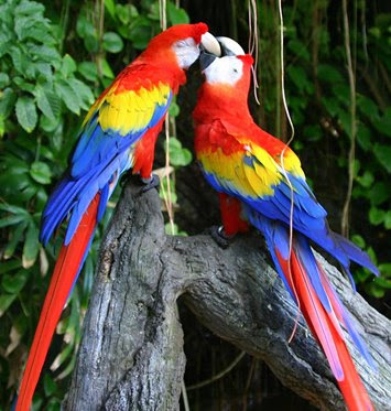 Parrots Scarlet Macaws aka Red and Yellow Macaws Nice Picture