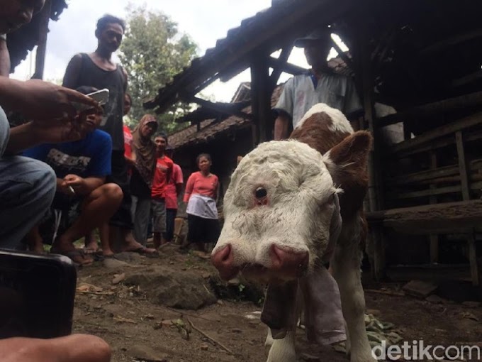 Anak Sapi Lahir Dua Mulut dan Empat Mata di Blitar