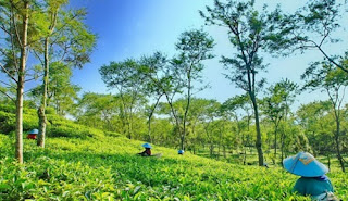 Kebun Teh Wonosari Lawang