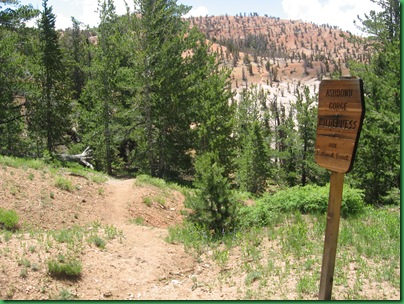 Twisted Forest Trail 037