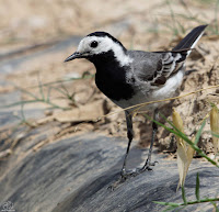 Lavandera blanca o aguzanieves (Motacilla alba)