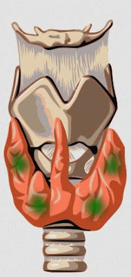 Position of Parathyroid gland situated behind the lateral lobes of the thyroid gland (shaded orange).